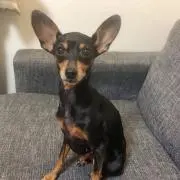 ama