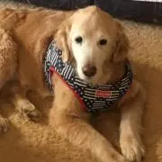 cocoの画像