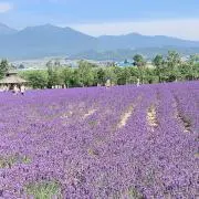 ことりの画像