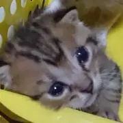 もずく