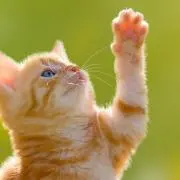 ふ〜ちゃん