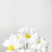 じゃがいも