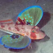 ほうぼぅ