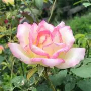 YY(^-^)発送19日の画像
