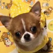 ぱぱこ