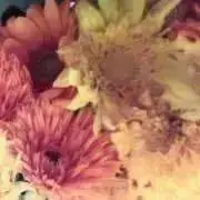 haruの画像