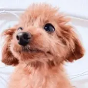 クッピー