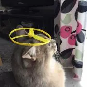 ふぶりんの画像