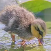 ゆうしゅん
