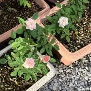 かずのこかっちゃんの画像