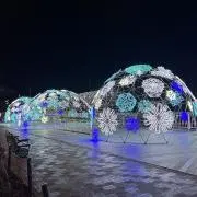 かえでの画像