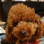 akiちゃま