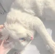 ゆあの画像