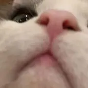 Michellの画像