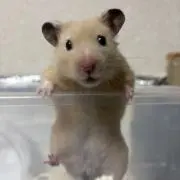 ぽぽこ