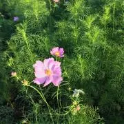あやの画像
