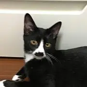 いちごみかんの画像