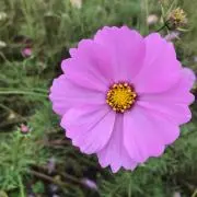suzuの画像