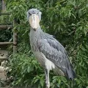 ゼドゥラ