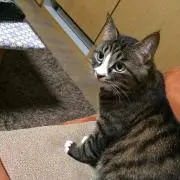 みー