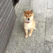 はるー