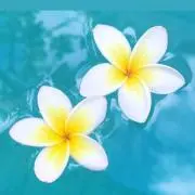 プルメリアの画像