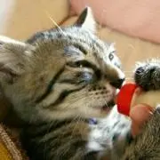 しじみ