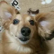 マッシュルームの画像