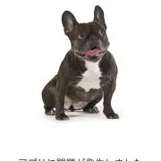 rondatsの画像
