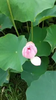 けめこの画像