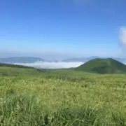 なめこ