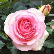 秋桜の画像