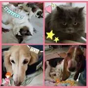 あらき さやか