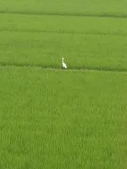 kaniの画像