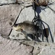 舐めるカリ
