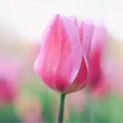 マロンの画像