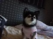 ひげのポケカの画像