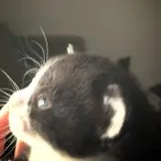 しずりん
