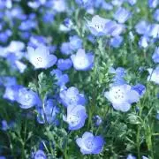 お花大好き♡の画像