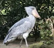 ハシビロコウの画像