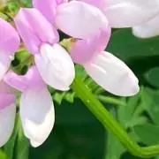 きゃべつの画像