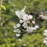 スコッチの画像