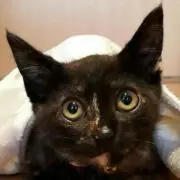 neko satoの画像