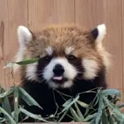 よしらずの画像
