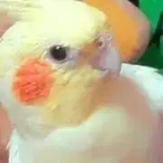 ✴︎SRA✴︎プロフ読んで♡フォロ割ありの画像