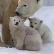 しろくま＊発送6/20以降になりますの画像