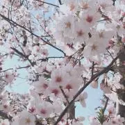 りりの画像