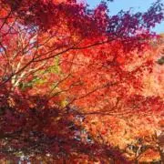 appletea⭐︎の画像