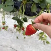 ぴーの画像