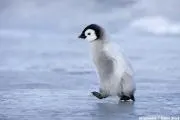 pengin3